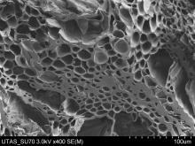 SEM mikrográf: a bioszén pórusos szerkezete